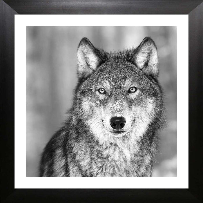 Black and White Wolf Portrait Framed